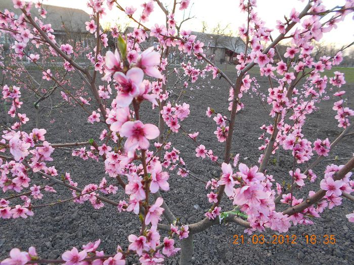 nectarin TINA - POMI FRUCTIFERI