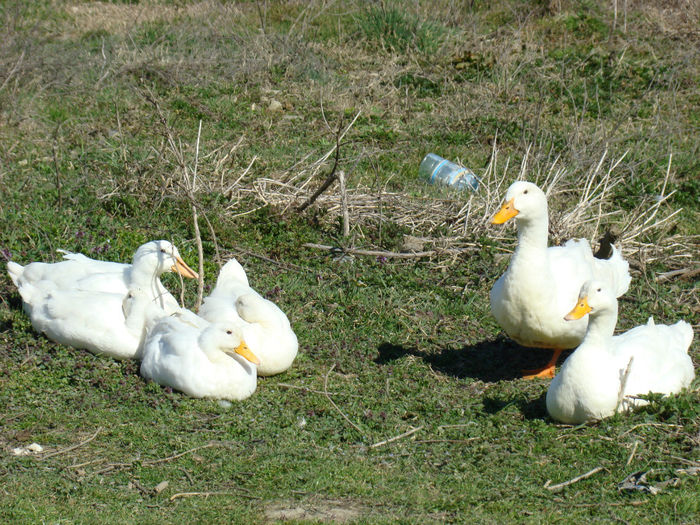 DSC03133 - PASARI DE APA GASTE RATE