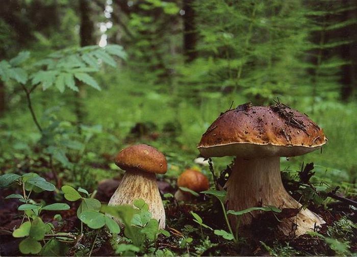 1924790_697497726981729_1413592802_n - Satucul meu drag