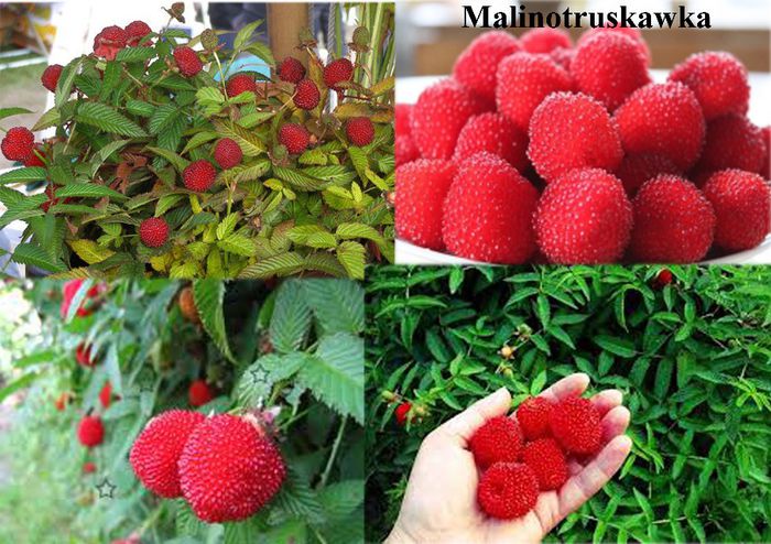 Rubus Illecebrosus - Fraguta cu gust de zmeura_Rubus Illecebrosus