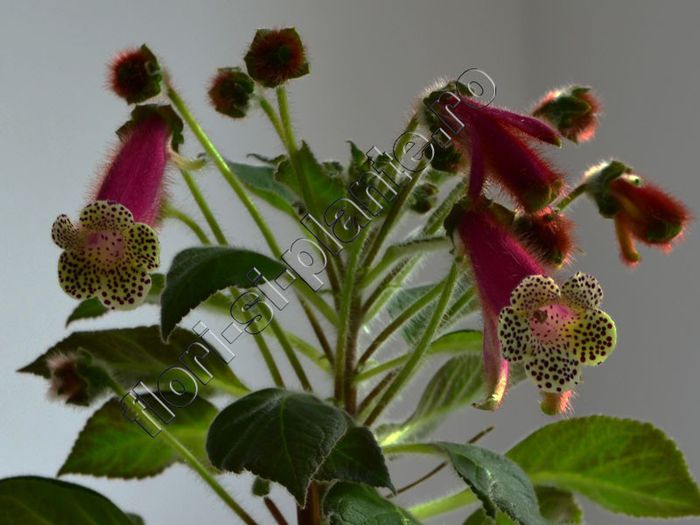 Kohleria Luci s Chic - KOHLERIA IV - Hibrizii mei - My hybrids