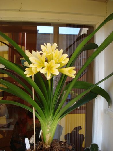 in plina floare (2) - clivia in 2014