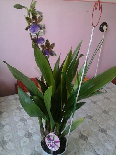 zygopetalum - orhideele mele