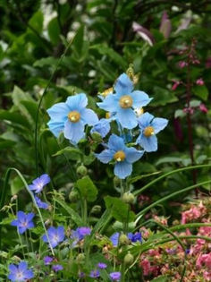Mac tibetan blue-Meconopsis betonicifolia - De vanzare seminte -legume-mirodenii-flori-arbori