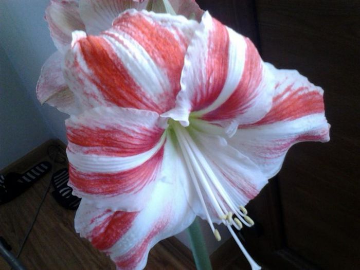 1901964_1455832394652610_612477063_n - bulbisorii mei