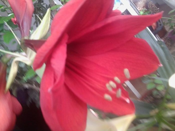 1911898_275292955980187_564013771_n - bulbisorii mei