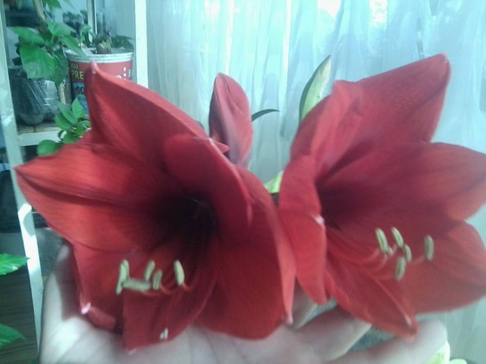 1966874_275292822646867_1607237765_n - bulbisorii mei