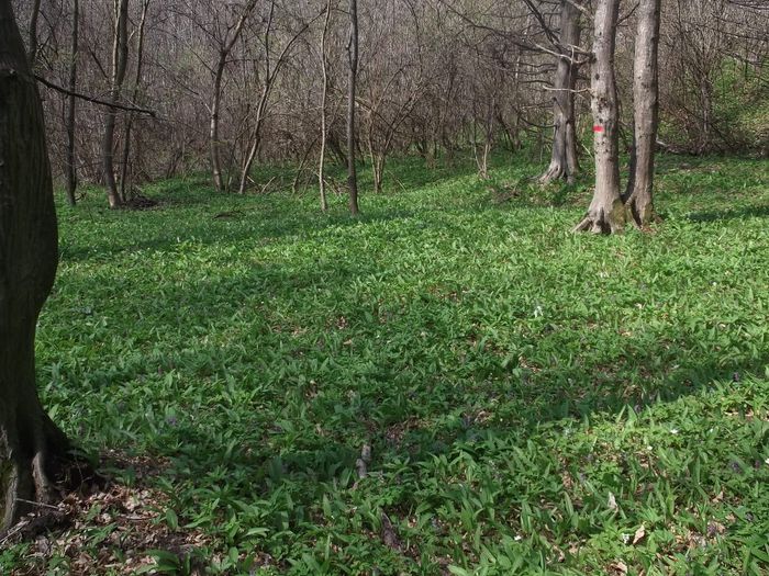 ........CAT VEZI CU OCHII - LEURDA PLANTA VIETII