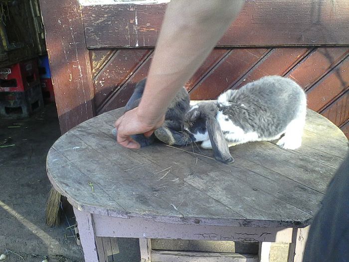 achizitionat de la doamna gremita; http://gremita.sunphoto.ro
