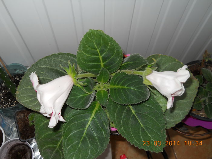 006 - GLOXINII 2014