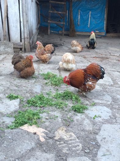 image - Cochinchina pitic 2014