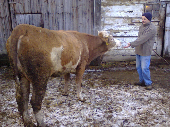 Vaca la prima fatare