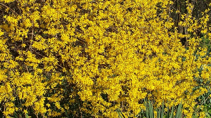 2014-03-23 15.29.48 - Forsythia