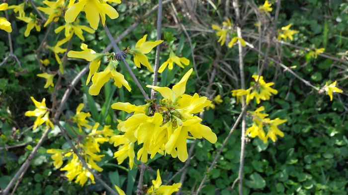 2014-03-23 15.33.51 - Forsythia