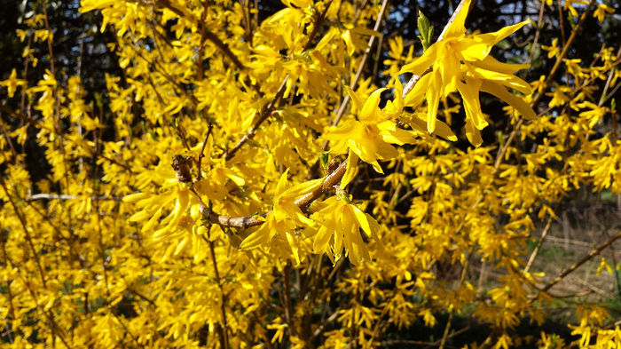 2014-03-23 15.37.26; Cornus Mas
