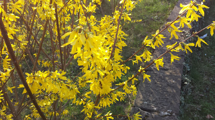 2014-03-23 16.03.54 - Forsythia