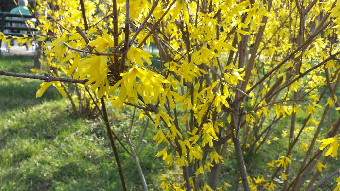 2014-03-23 16.04.18 - Forsythia