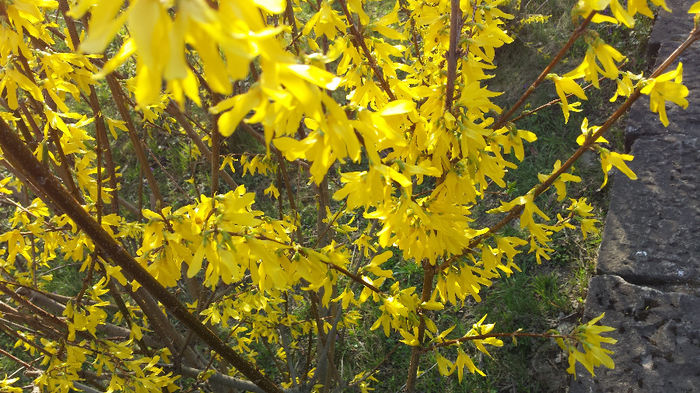 2014-03-23 16.05.06 - Forsythia