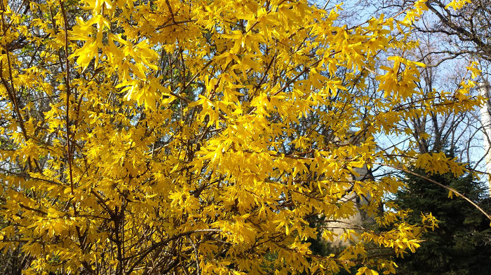 2014-03-23 16.09.33 - Forsythia