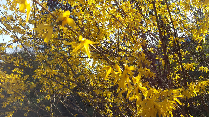 2014-03-23 16.10.38; Cornus Mas
