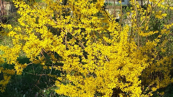 2014-03-23 16.38.40 - Forsythia