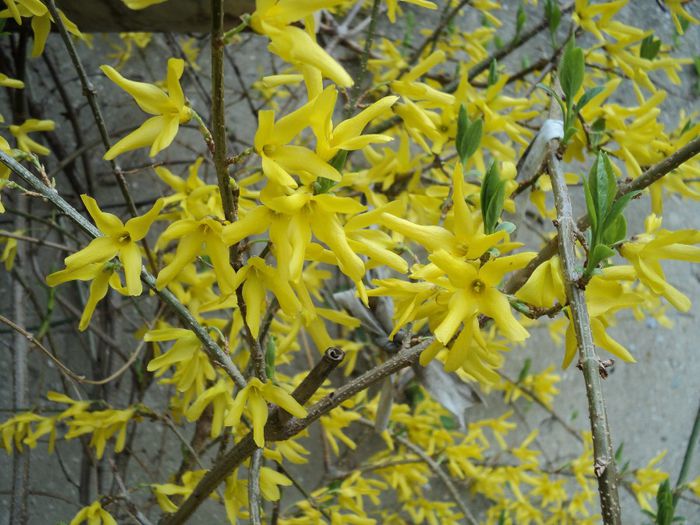 poze 2014 135 Forsytia - primavara 2014