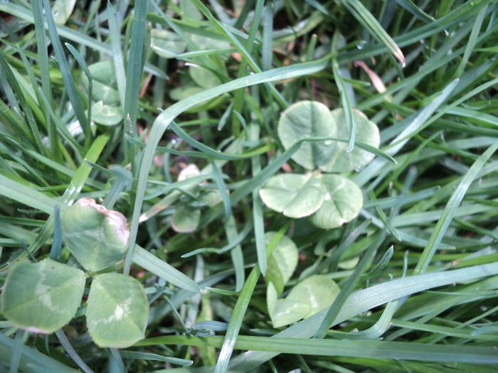 poze 2014 142noroc de primavara - primavara 2014