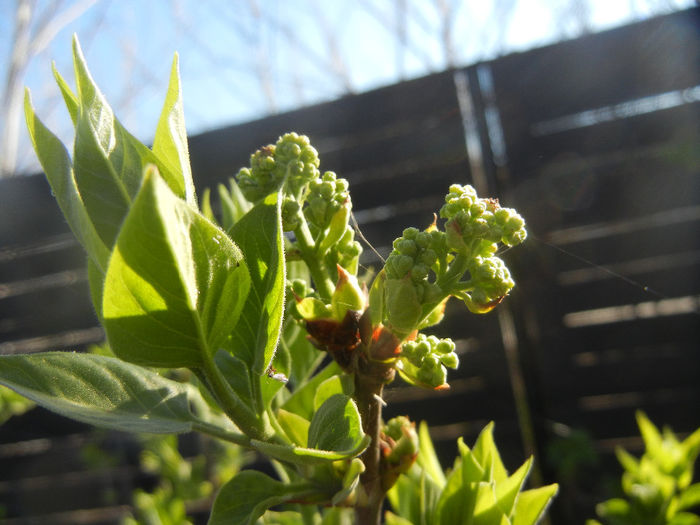 White Lilac Tree (2014, March 22) White Lilac Tree (2014, March 22)