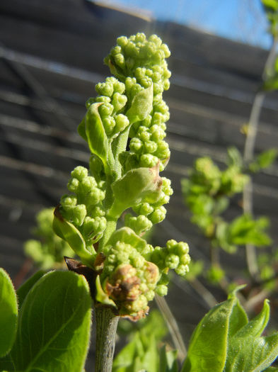 White Lilac Tree (2014, March 22) White Lilac Tree (2014, March 22)