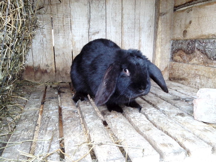 mascul 6luni; De la Marius Suceava
