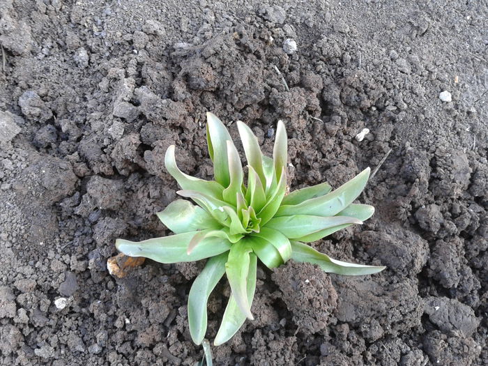 20140316_145046; Crin
