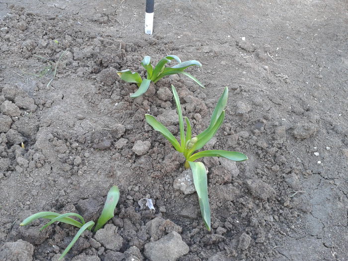 20140316_145128; Lalele
