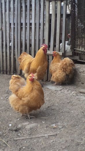 MATCA 2015 POATE FI SI DE VINZARE