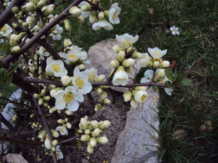 DSC02373 - 2014 Gradina