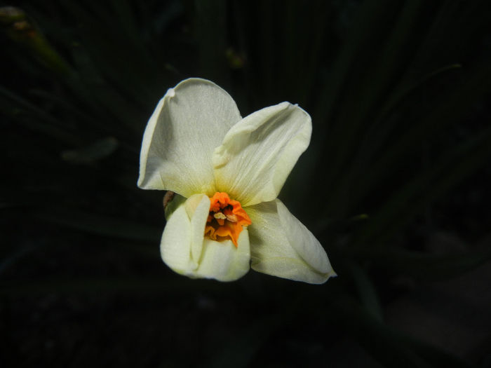 Narcissus Geranium (2014, March 23)