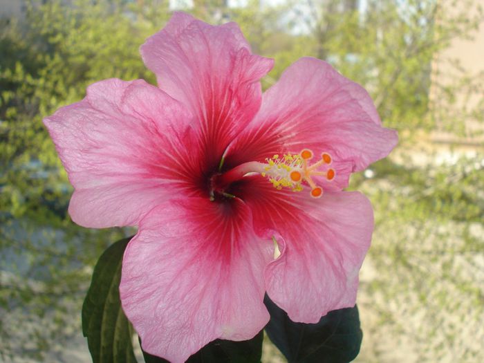 DSC07355 - HIBISCUS 2014