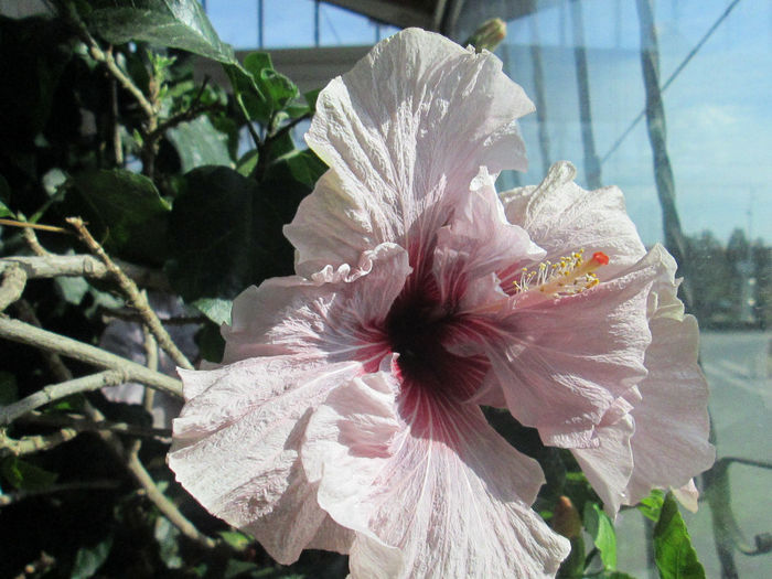 hibiscus - sfarsit de martie 2014