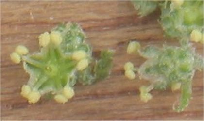 Loboda alba sau Caprita; (Chenopodium Album)Spanacul salbatic contine calciu si proteine. In plus are mai multa vitamina A, C si K decat spanacul obisnuit.
