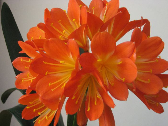 clivia - crini