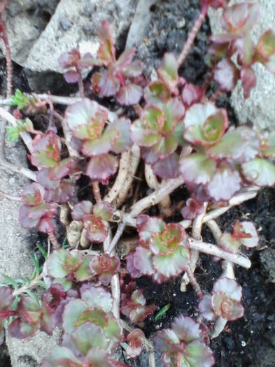 sedum