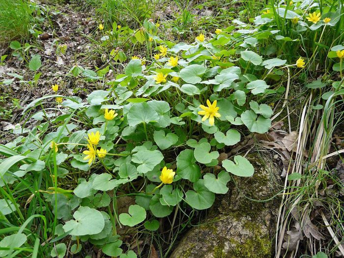Untisorul; (Ranunculus ficaria)http://www.infuziedesanatate.ro/bunicii-nostri-foloseau-untisorul-afla-de-ce/
