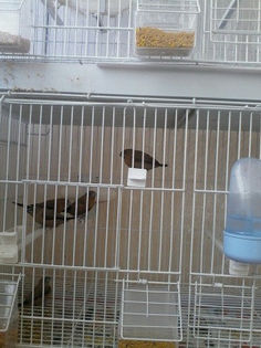 pescarusi cu cioc argintiu- parintii si puii