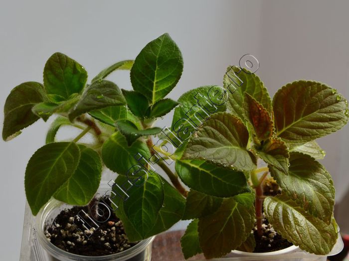 Kohleria my hybrids seria I 2012 - Baby plants