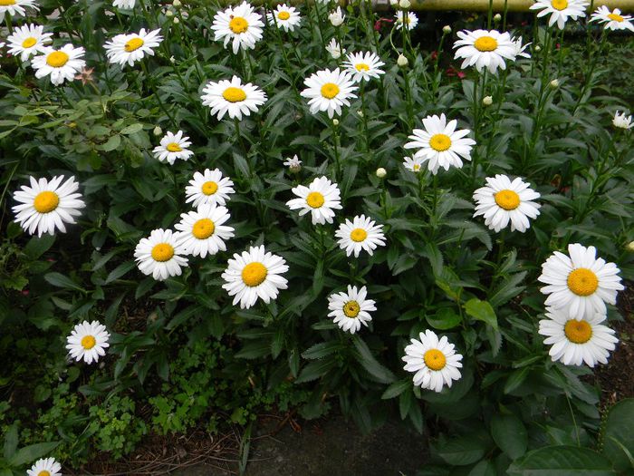 Margareta; (Leucanthemum vulgare)mugurii neinfloriti,care se marineaza si se consuma asemeni caperelor. Aroma lor unica le face un ingredient neasteptat si gustos 
