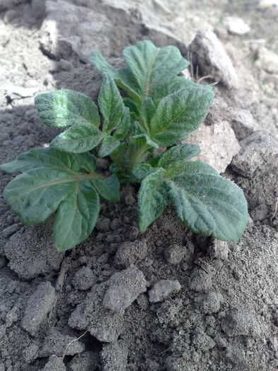 cartofi plantati in camp 1 martie - legumicultura --ocupatia mea