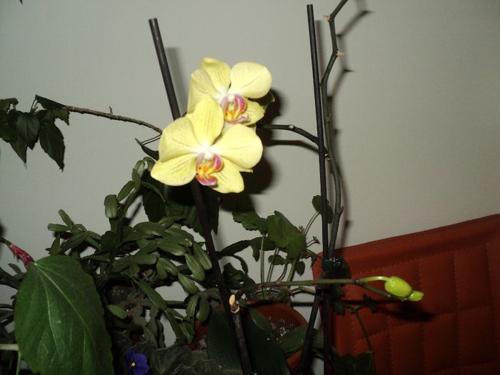 DSC03645 - florile mele din apartament