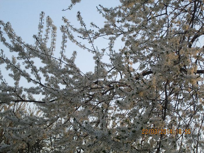 IMG_3380 - Iesire primavara