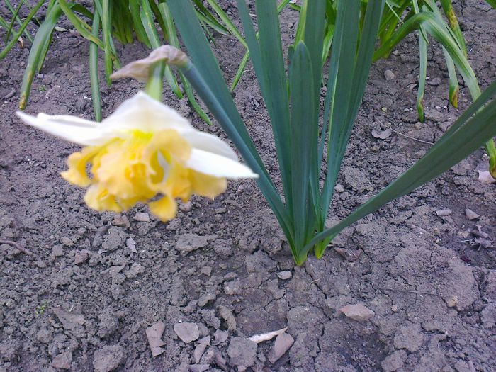 Narcisa alba dubla - Flori de gradina