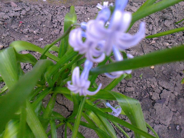 Zambila albastru deschis - Flori de gradina
