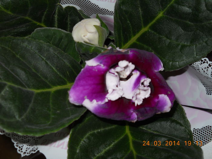002 - GLOXINII 2014